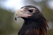 22nd Jun 2014 - Wedge Tailed Eagle