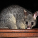 Brushtail Possum by terryliv
