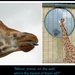 for all giraffe lovers by quietpurplehaze