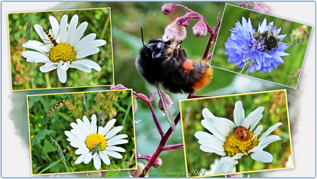 Bugs And Flowers by carolmw