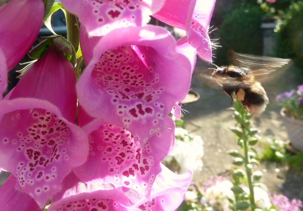Join-4-Jun, Summer. Busy buzzy Bee by wendyfrost
