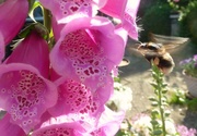 22nd Jun 2014 - Join-4-Jun, Summer. Busy buzzy Bee