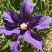 Purple Flower by bizziebeeme