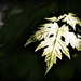 Sunlit Leaf! by ukandie1