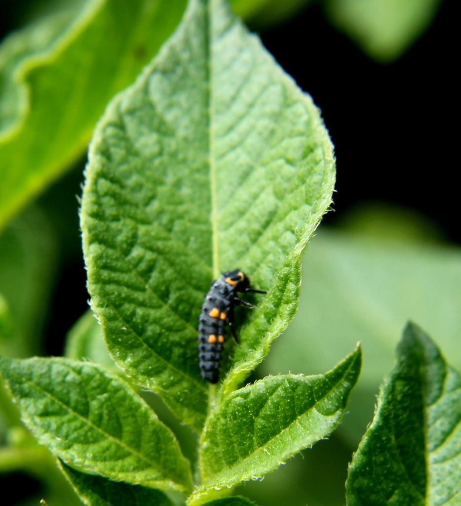 Ladybird larva by busylady