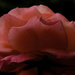 June Rose-Dark by houser934