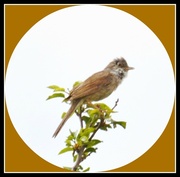 22nd Jun 2014 - Whitethroat with a punky hairdo