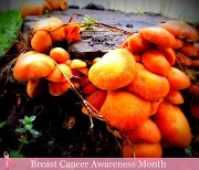 11th Oct 2010 - Orange Fungus, like cool shrooms, man!