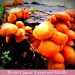Orange Fungus, like cool shrooms, man! by mozette
