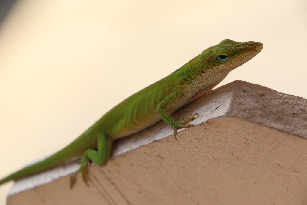 Green lizard by ingrid01