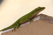 20th Jun 2014 - Green lizard