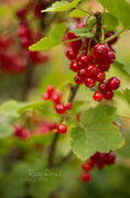 20th Jun 2014 - red currant #51