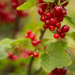 red currant #51 by ricaa