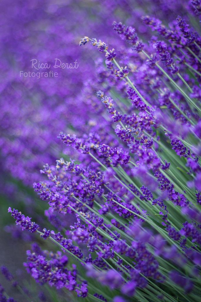 lavender #52 by ricaa