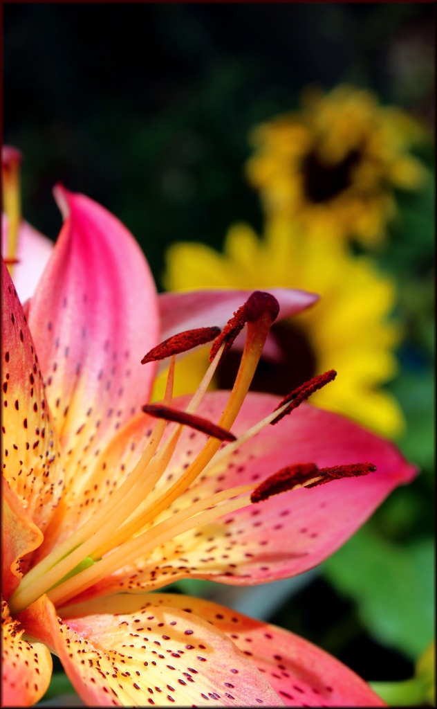 A Lilium Welcome To The Garden by paintdipper