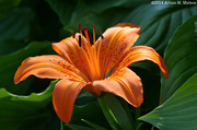 22nd Jun 2014 - Lily, Late Afternoon
