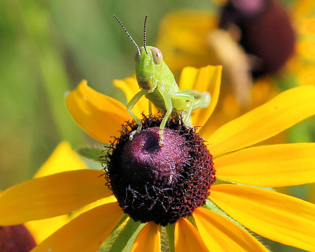 A very green grasshopper by cjwhite