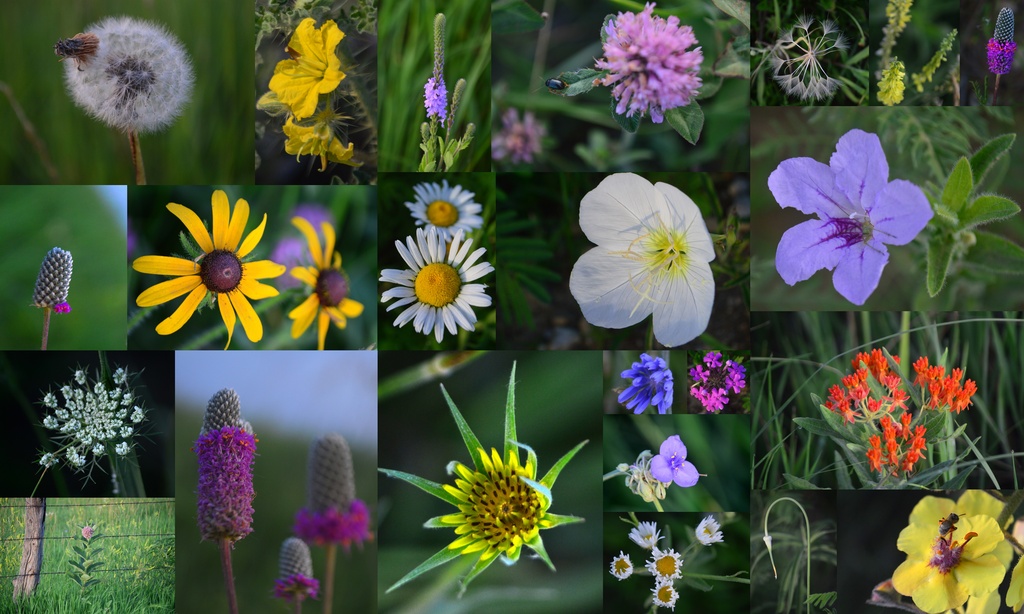 Kansas Wildflower Collage by kareenking