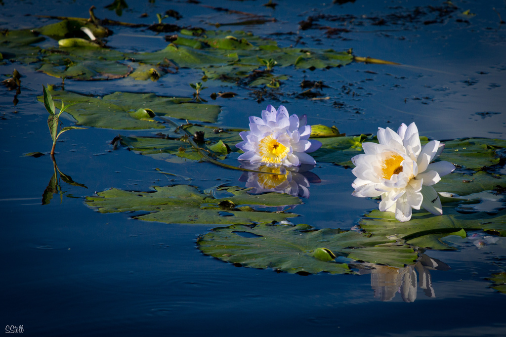 Waterlilies in the deep by bella_ss