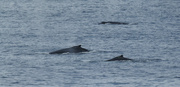 23rd Jun 2014 - Whales again 