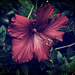 Hibiscus #1 by brigette