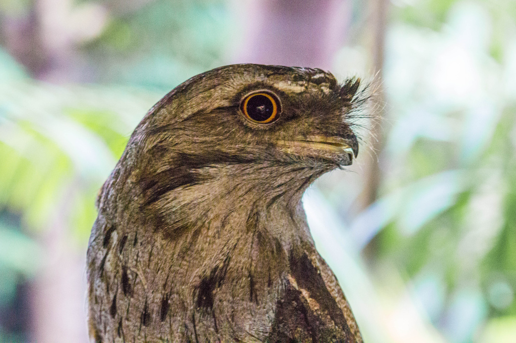 Tawny Frogmouth by goosemanning