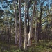 Stand of scribbly gums by peterdegraaff