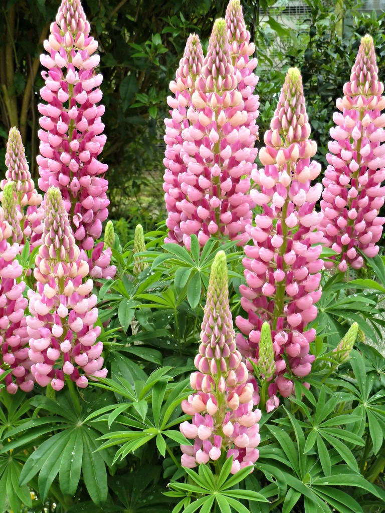 Join-4-June .Pink. Lovely Lupins by wendyfrost