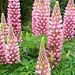 Join-4-June .Pink. Lovely Lupins by wendyfrost