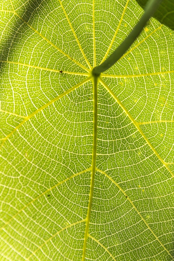 leaf by corymbia