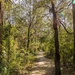 Fairy Wren Trail by corymbia