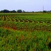 Row Crops With a Twist by genealogygenie