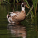 Un-known duck - 23-06 by barrowlane