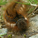 The very grumpy caterpillar. by callymazoo