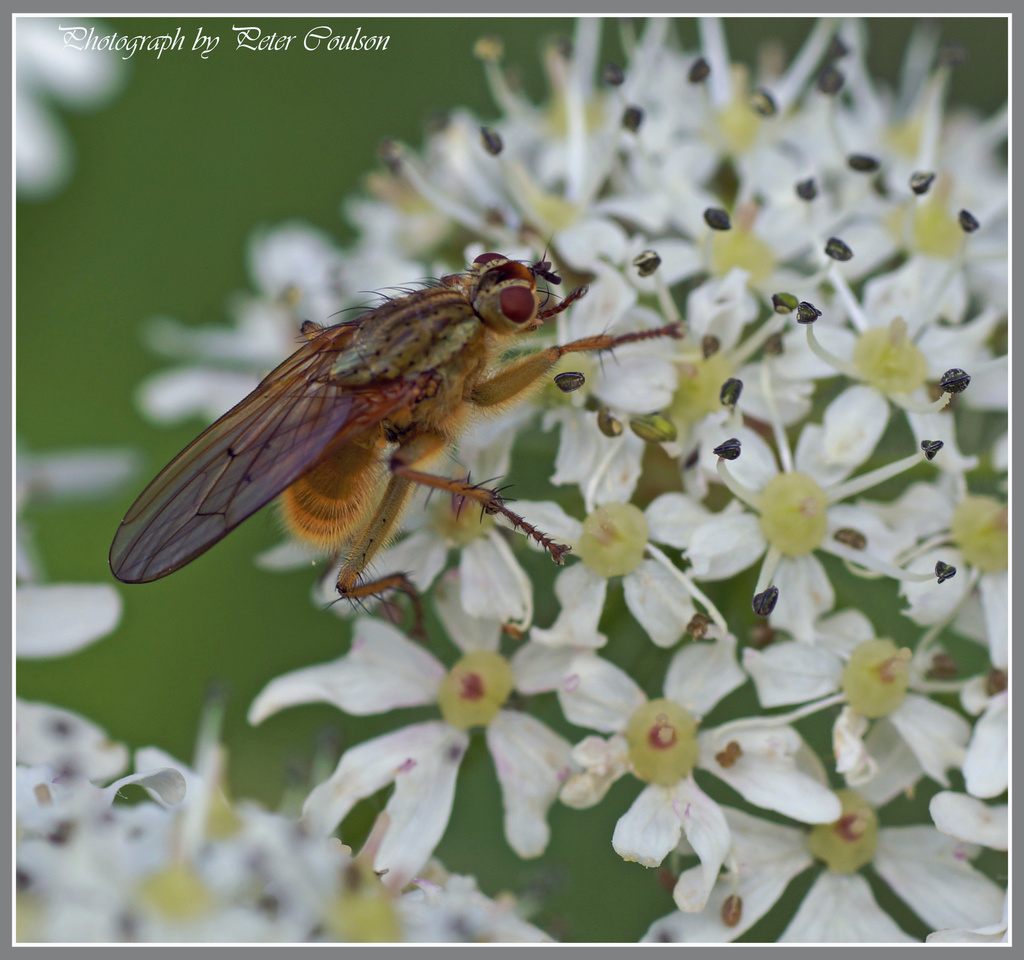 Horse Fly by pcoulson