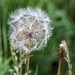 not another dandelion clock..... by jantan