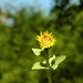 Young sunflower by parisouailleurs