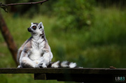 23rd Jun 2014 - Ring-tailed Lemur