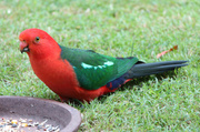 16th Jun 2014 - The King Parrot is Back