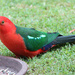 The King Parrot is Back by terryliv