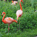Flamingos by tosee
