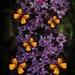 Butterfly Bush by digitalrn