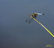 22nd Jun 2014 - Blue-tailed Skimmer