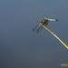 Blue-tailed Skimmer by skipt07