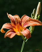 21st Jun 2014 - Day Lily
