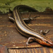 Five Lined Skink by mzzhope