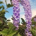 Purple Wreath. by happysnaps