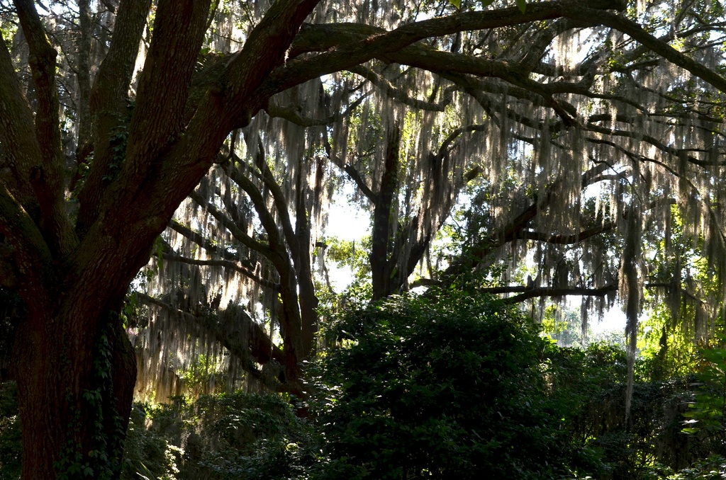 Spanish moss and live oaks, Charles Towne Landing State Historic Site, Charleston, SC by congaree