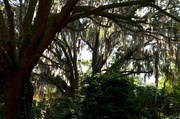 24th Jun 2014 - Spanish moss and live oaks, Charles Towne Landing State Historic Site, Charleston, SC