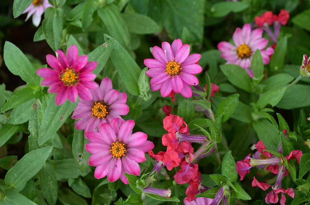 Summer bouquet, Waterfront Park, Charleston, SC by congaree